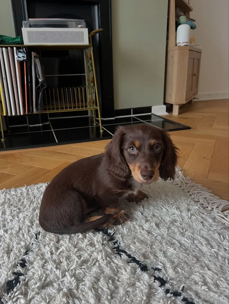 Bear curled up on a rug beside the fireplace, glancing back over his shoulder