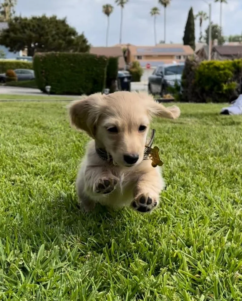 Charlie mid-run across a sunny lawn with his long cream ears lifted