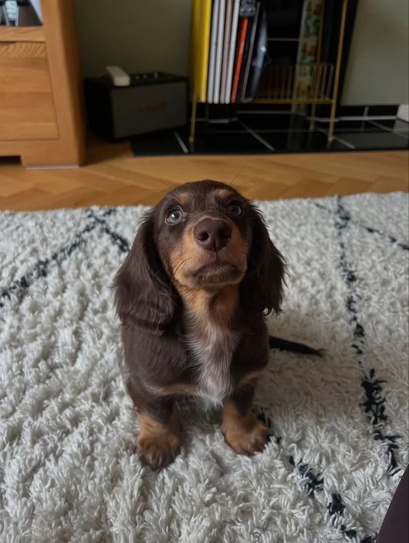 Close view of Bear's face showing his light eyes, chocolate coat and tan markings