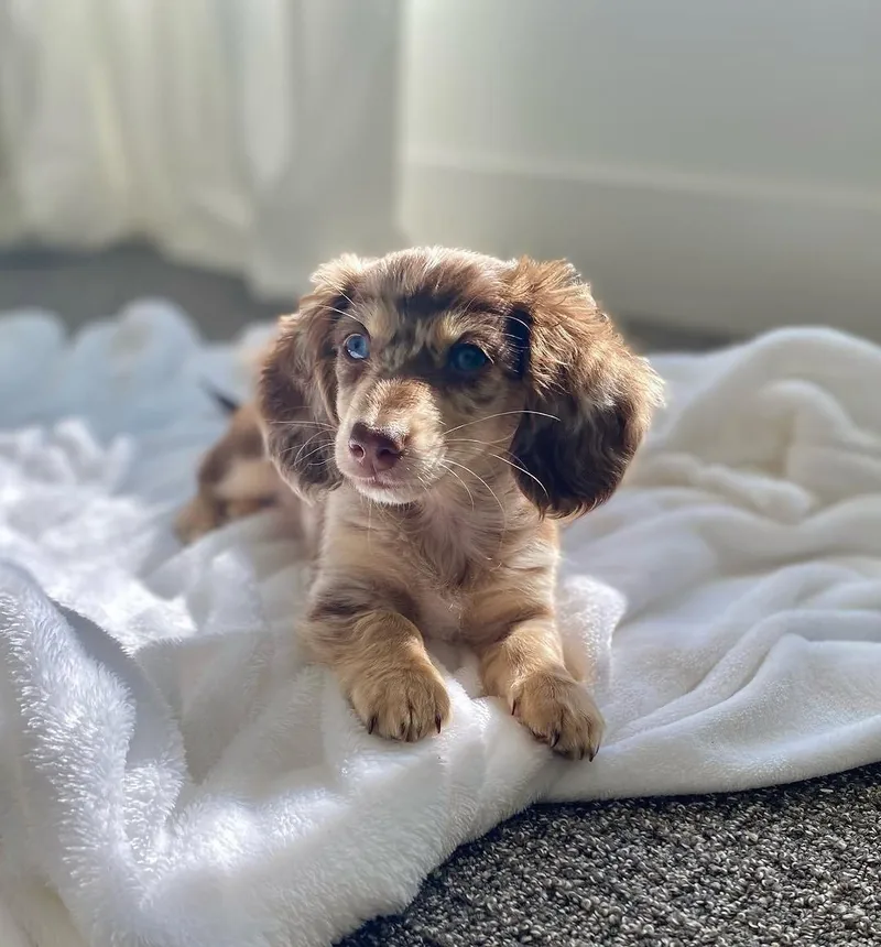 Daisy settled on a soft white blanket at home, paws forward and one blue eye catching the light