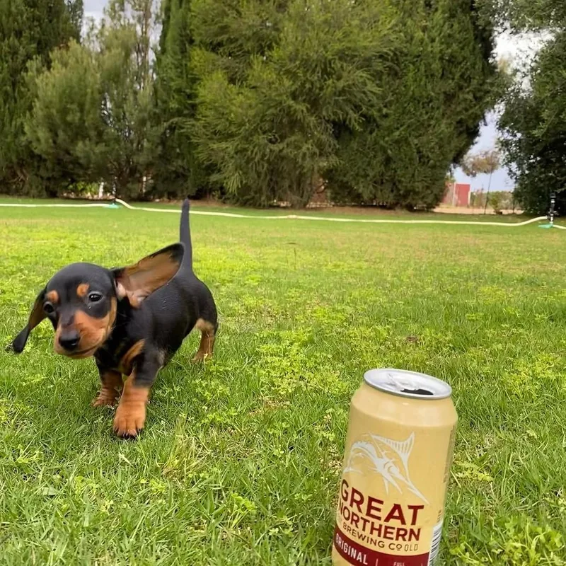 Pickle walking across a sunny lawn with his tail up and ears swinging
