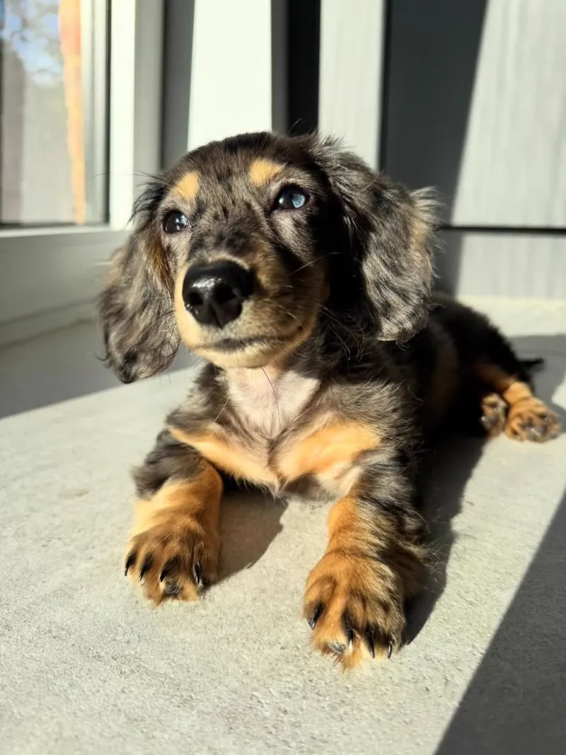 Ivy, a blue dapple Miniature Dachshund puppy, lying in warm window light and looking upward, one eye pale blue and one dark