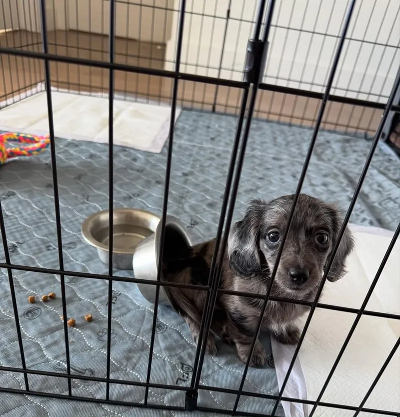 Holly sitting inside her indoor playpen with her water bowl and puppy pad, looking out at the camera