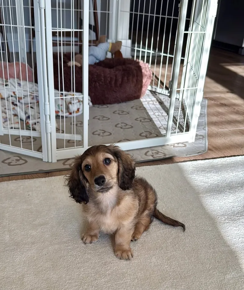 Archie beside his open indoor playpen with its plush bed and toys, part of the everyday space he is raised in