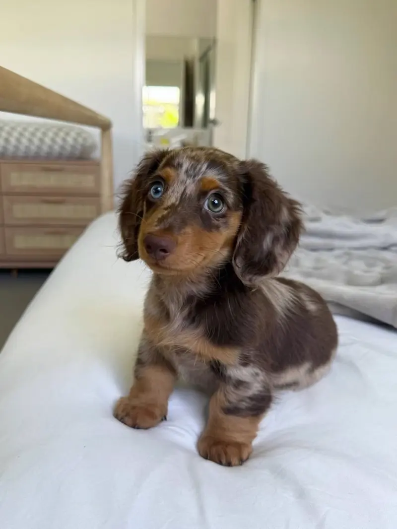 Billy tilting his head and looking up, his mottled chocolate dapple markings and tan eyebrow points catching the bedroom light