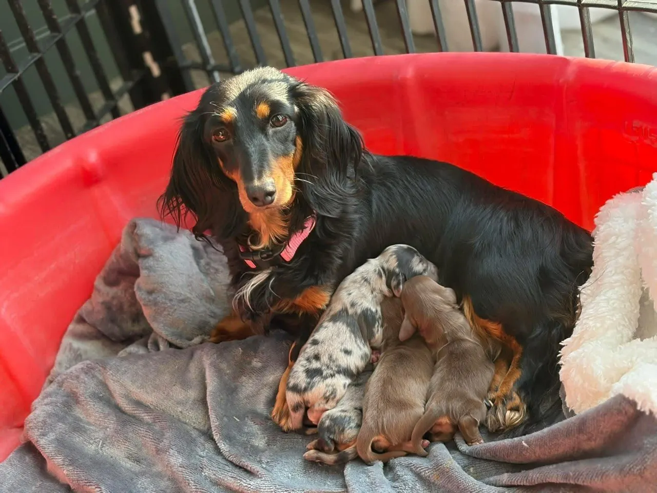 Dachshund mother resting in a whelping pool with her newborn puppies