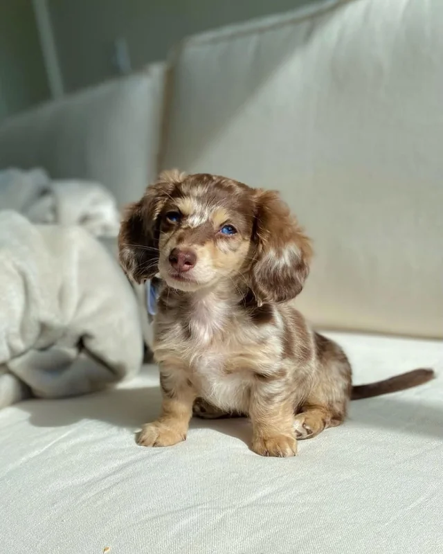 Daisy, a chocolate and cream dapple long-haired Miniature Dachshund puppy, sitting fully visible on a sunlit cream couch