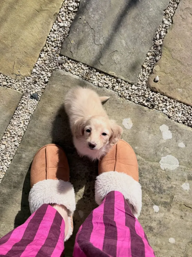 Bella standing between a family member's slippers on the patio, looking straight up for attention