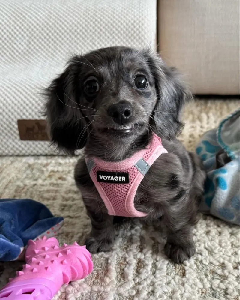 Holly, a female blue dapple Miniature Dachshund puppy in a pink harness, standing on a cream rug and smiling up at the camera