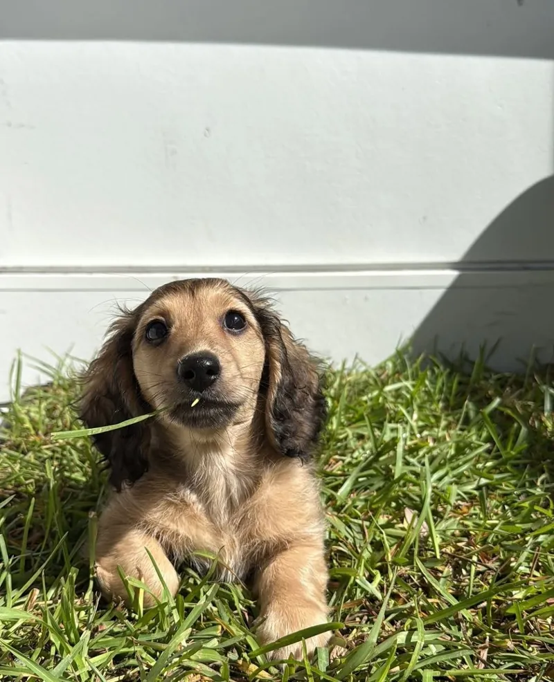 Archie lying in bright green grass in the sunshine, a blade of grass in his mouth and his cream chest catching the light
