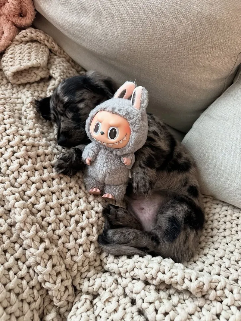 Blue napping curled around a small plush toy on a chunky knit throw